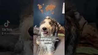 #dogsoftiktok