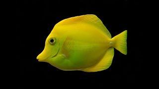 Facts: The Yellow Tang