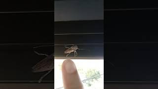 Bugging the bug#shortsfeed #insects #viralshort #nature #satisfying #shorts #bug #buglovers #animal