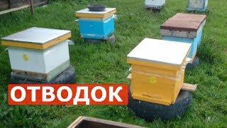 отводок пчел как противороевой прием многокорпусный улей