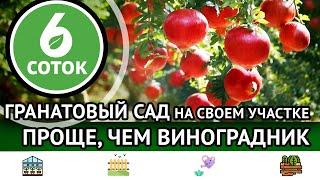 Гранатовый сад на своем участке. Проще, чем виноградник. 6 соток 30.10.2023