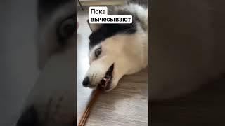 #миринка #shorts #рекомендации #собака #линька #husky #хаски #huskylovers