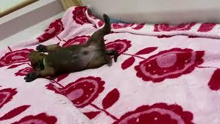 I week old German Pinscher puppy walking
