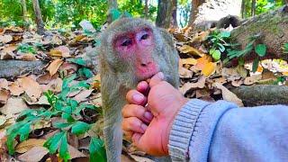 OMG__Good time for Jane monkey  lonely closer  me and eat some foods I give to her. Amazing time.