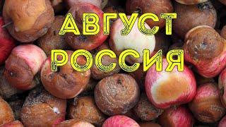 ⁉️Август для ₚоссии. Таро расклад что ожидает ₚоссию в августе 2024