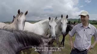 Lipizzan horse breeding traditions