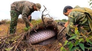 suffocating, two brave young men confronted a group of strange king cobras on a bare hill.