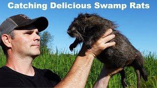 Nutria - Catching Delicious Swamp Rats. Mousetrap Monday