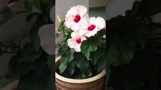 Hibiscus in My Garden  我花园里的 •大•紅•花•