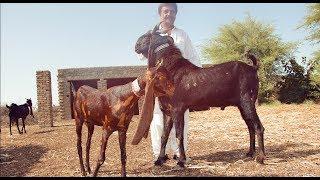 Worlds Best Kamori Goat Farm | Biggest Kamori Bakra | Abd Hameed Jamali Kamori Farm