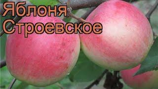 Яблоня средний Строевское (malus stroevskoe)  обзор: как сажать, саженцы яблони Строевское