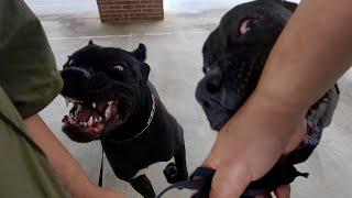 Giant 11 Mos Old Corso Bites The Hand That Trains him | Zeus Almighty