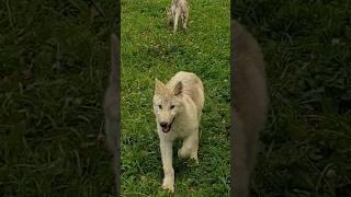 Arctic wolf cub in a wolf pack. #wolf #wolfpack #wolfdog