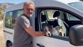 One more dog in a shocking condition !- Takis Shelter
