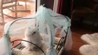 Cats 101 Chinchilla Silver persian Love