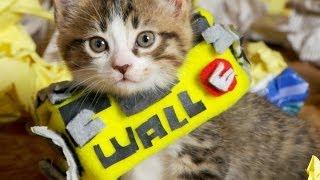 Disney Pixar's WALL-E (Cute Kitten Version)