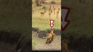 A thrilling moment: the lion hunts the antelope. #lion #antelopes #animals