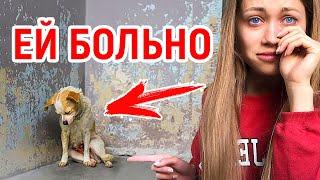 СПАСЕНИЕ СОБАКИ | Anny May