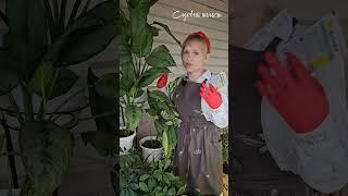 Препарат Актара - инсектицид кишечно-контактного действия. #shelestsad