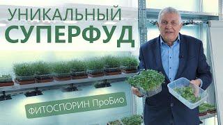 Необычная мизуна и ее польза для здоровья