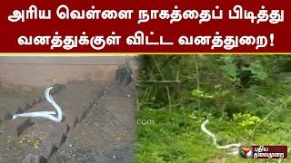 அரிய வெள்ளை நாகத்தைப் பிடித்து வனத்துக்குள் விட்ட வனத்துறை!  | Coimbatore White Snake | PTT