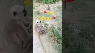 जय श्रीराम #nikesh #song #bolleywoodsong #bhojpuri #bollywoodcoversongs #love #bollywood #comedy