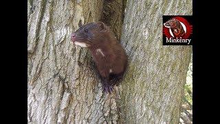 What is a Mink?