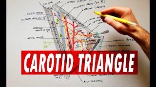 Carotid triangle - boundaries & contents | Anatomy Tutorial