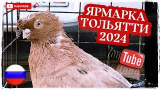 Ярмарка голубей в Тольятти 2024г осень 