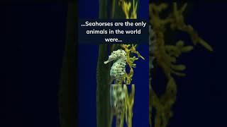 You'll Never Believe This Really Weird Fact About Seahorses...