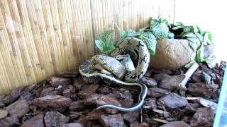 My beauty ratsnake (Elaphe taeniura) eats a gerbille