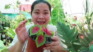 PREMIUM AND COMMON PLANTS FOR SALE HERE AT JHING MAGNO'S GARDEN