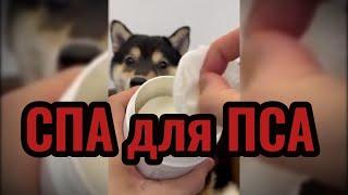 СПА для ПСА Забавные животные