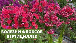 Вертициллез у флоксов. Насколько он опасен и как лечить эту болезнь