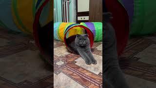 Вся суть Герхарда-Яна #music #топ #cat #юмор #прикол #catlover #кот