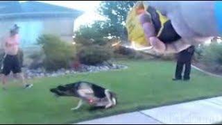 Bodycam Shows Utah Cop Use Taser on Attacking Dog