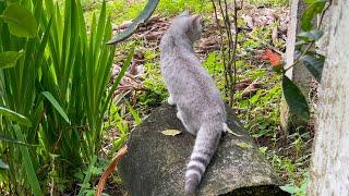 Mint kitten bewildered when looking out into the garden