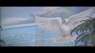 Life Church Of God In Christ Live Stream