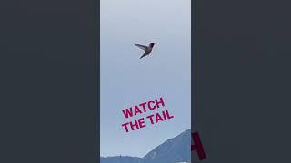 Hummingbird defies gravity