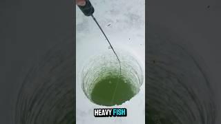 Big fish on tiny ice fishing rod! #icefishing