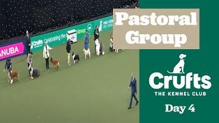 Pastoral Group Judging | ​Crufts 2025