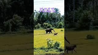 hathi attak #youtubeshorts #elephant #anmals #youtube #animals #youtubevideos