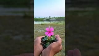 Flower  Creative Reverse  Effect video  #shorts #flowers #creative