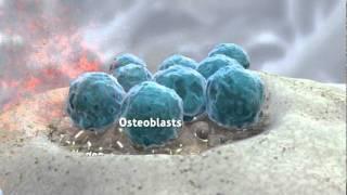 The Science of Milk: Bones Overview Animation