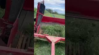 Merging hay with the David brown.