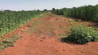 GROWING SAFFLOWER IN BOTSWANA- SAFFLOWER KIAMA COMPOSITE