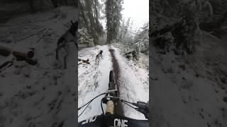 Trail dog leads a mountain bike ride down the local flow trail!