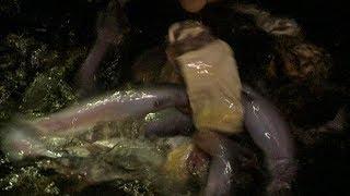 Giant Candiru's Feeding Frenzy.... Faster than Piranhas | Deadly 60 | BBC Earth Explore