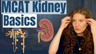 MCAT Biology: Kidney Essentials