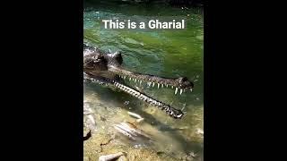 Gharial